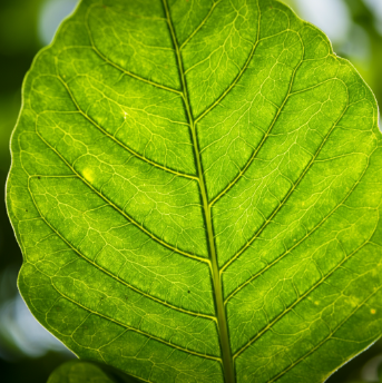 macro lens sample image