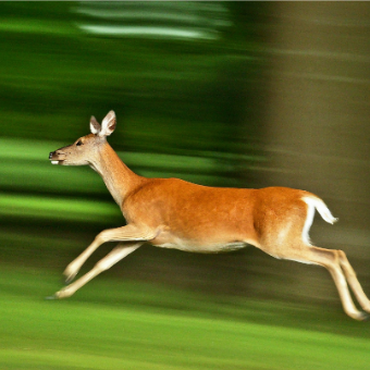 Esempio di fotografia in movimento