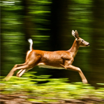 Esempio di fotografia in movimento