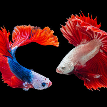 Sample image of fish